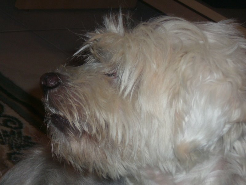 Kaya